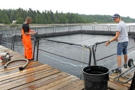 Manitoulin Aquaculture